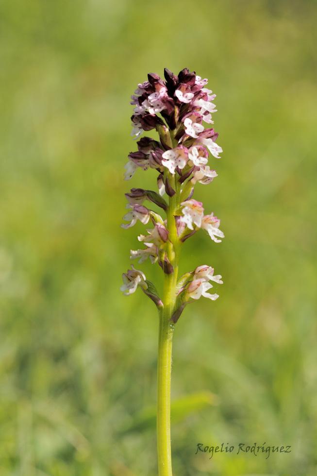 Las inflorescencias son erectas, en forma de espiga. Presenta una densa floración con flores pequeñas